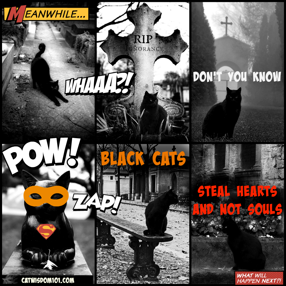 black cat cemetery comic
