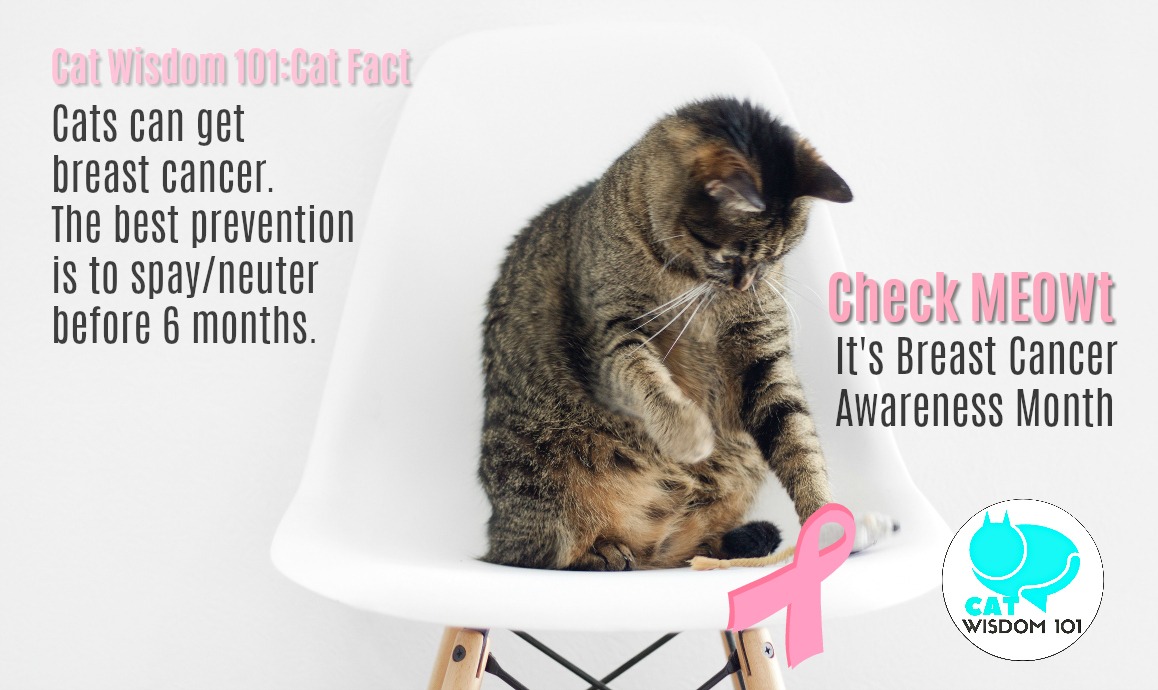 cats_breast_cancer_ world spay day
