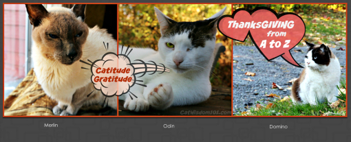 Cats Thanksgiving-gratitude