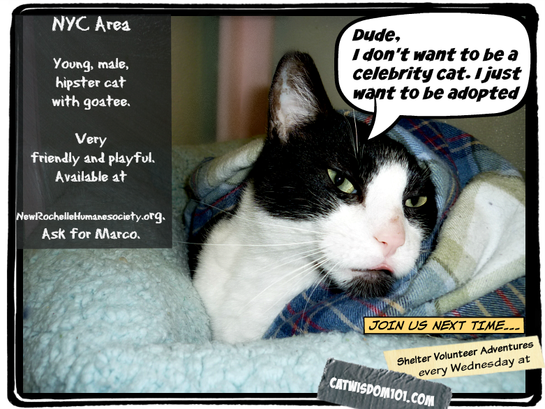 Cat_ADOPTION_PSA_Westchester_Humane_Society