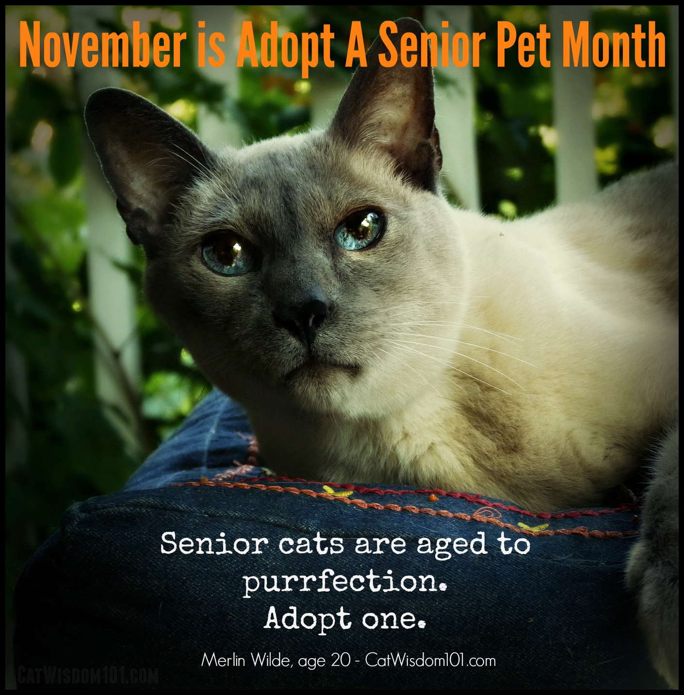 adopt a senior pet month cat