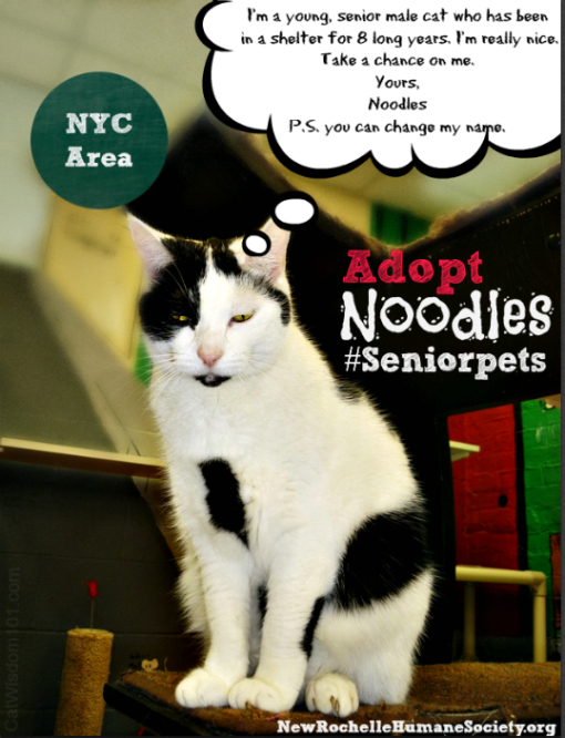 Noodles #seniorpets cat adoption