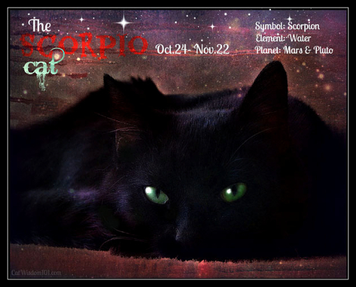 Scorpio cat astrology zodiac