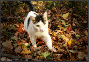 autumn leaves cat