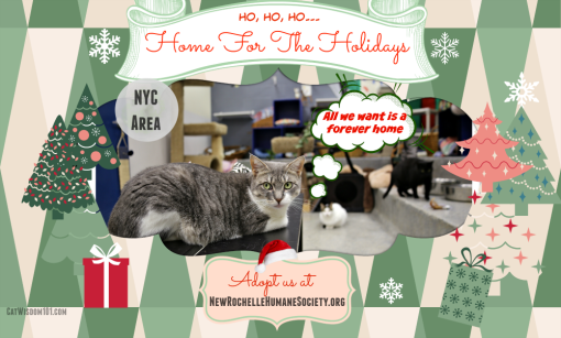 NRHS-cat adoption-holidays