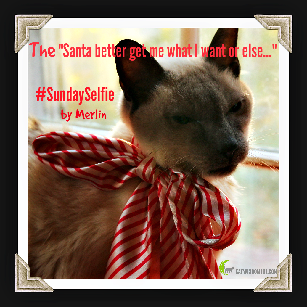 Sunday selfie santa cat
