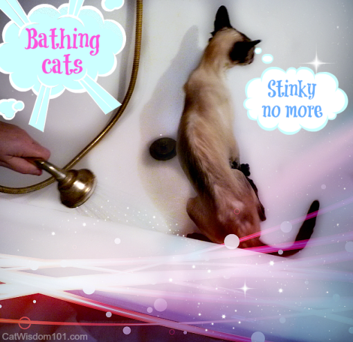 bathing cat-stinky no more