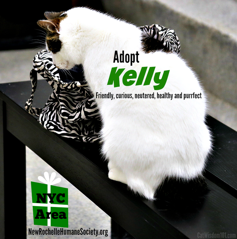 new rochelle humane society-kelly