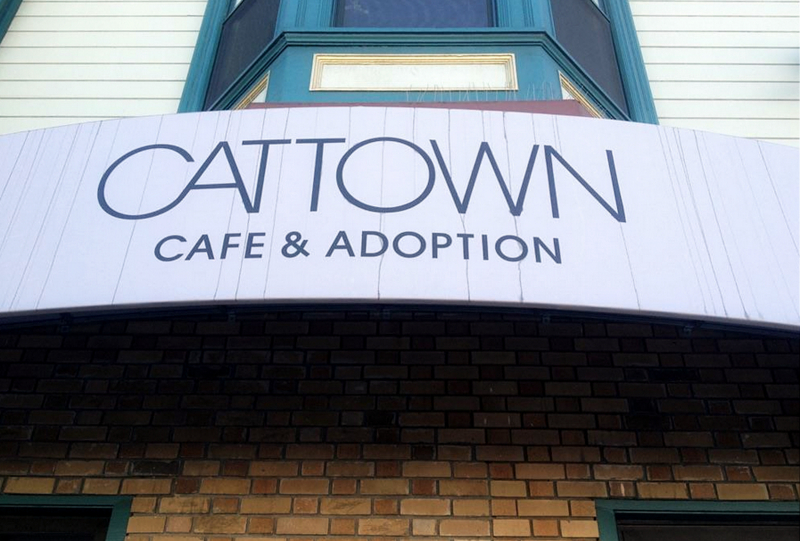 CatTown cat cafe Oakland