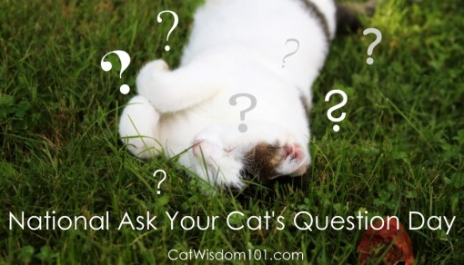 National answer your cat's question day