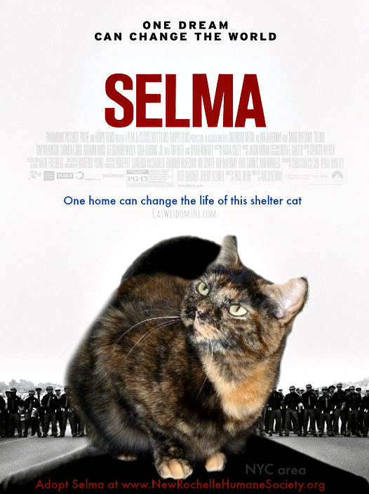 Selma film-cat adoption-one dream