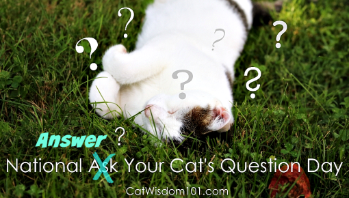 answer_your_cats_question_day