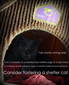 foster cat-new rochelle humane society