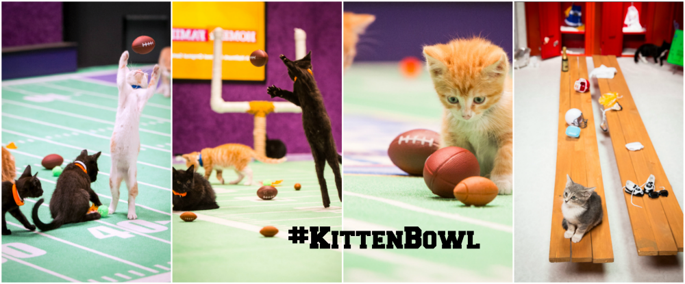 #kittenbowl 2015