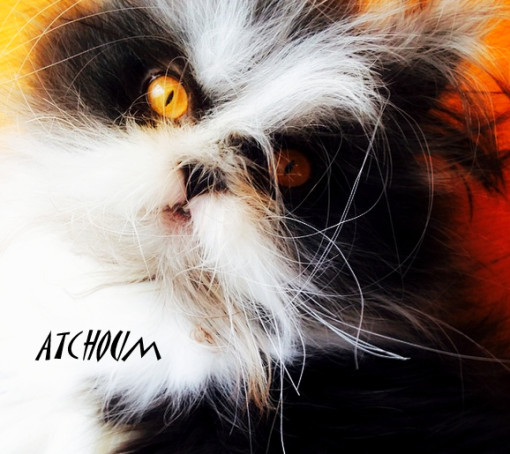 Atchoum cat