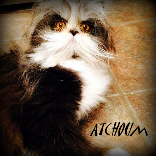 Atchoum cat canada