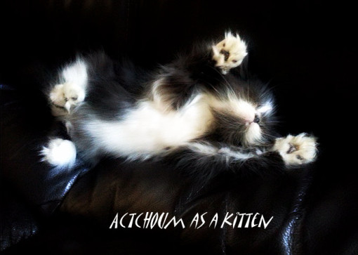 Atchoum cat kitten