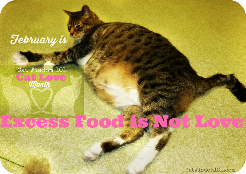 Obese shelter cat-cat love month