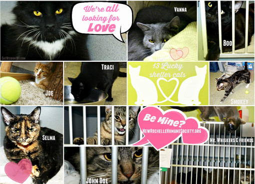 Valentine-friday the 13th- shelter cats love