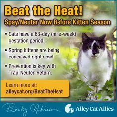 beat the heat-alley cat allies