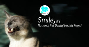 merlin_smile_dental_month_catwisdom101