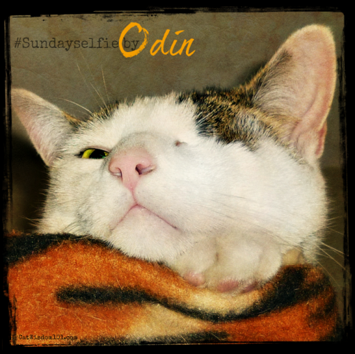#sundayselfie Odin cat