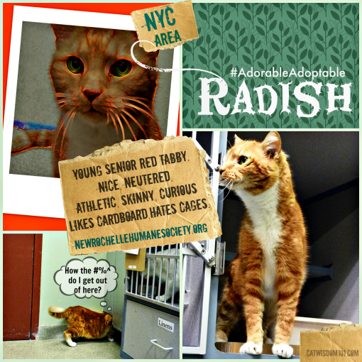Radish shelter cat