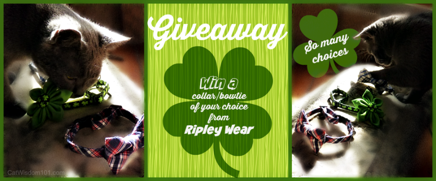 St. Patrick's day cat collar giveaway