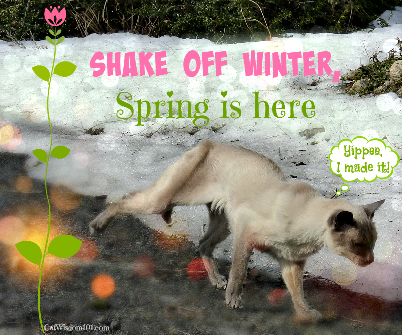 spring happy dance cats