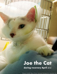 Joe the cat sarnia