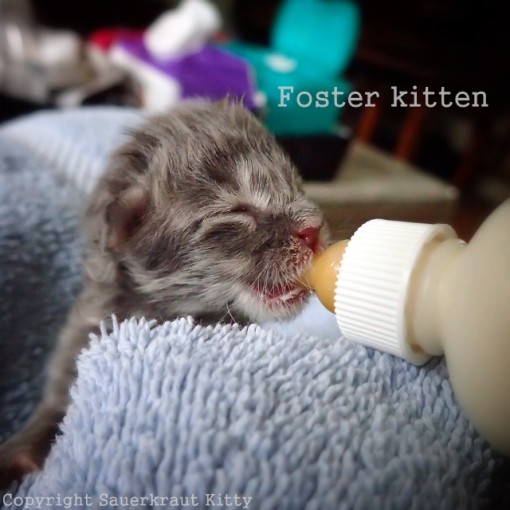 kitten season-foster kitten