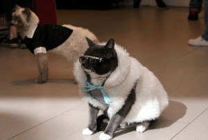 Sir Sorbet and Sunglass Cat
