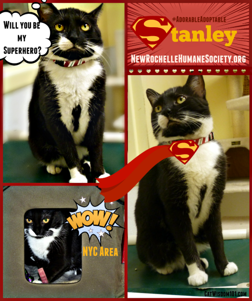 Stanley shelter cat