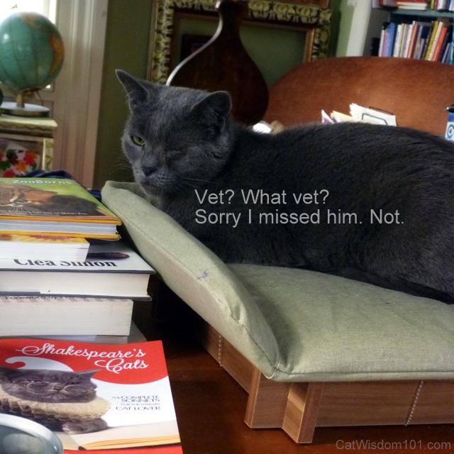 unny cat quotes vet books