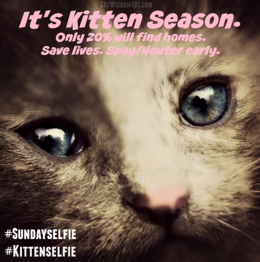 kitten season #kittenselfie
