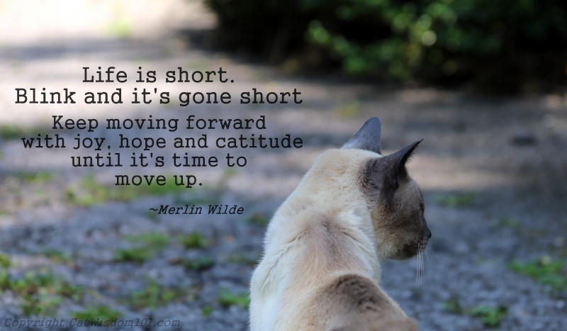 merlin cat quote life is short