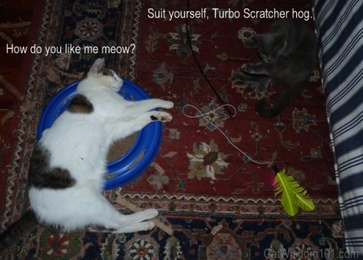 Cats turbo scratcher