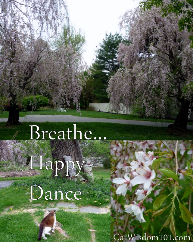 Cherry blossoms cat happy dance