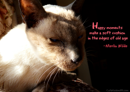 Merlin cat -quote old age