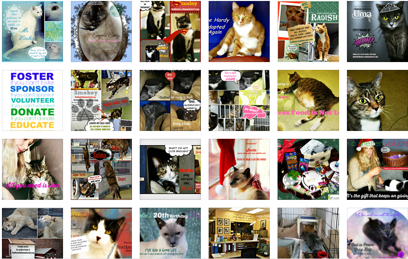 New Rochelle Humane Society-cat behaviorist-Layla Morgan Wilde