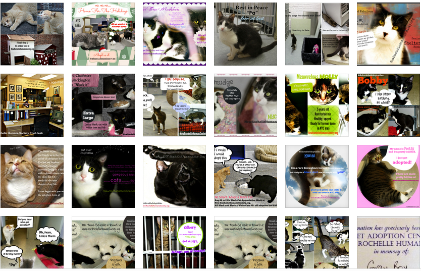 New Rochelle Humane Society cats