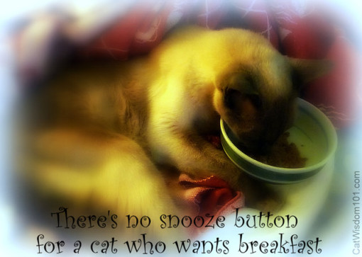 cat quote breakfast