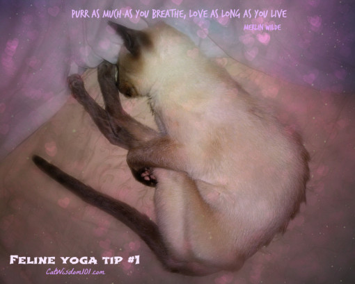 merlin cat yoga tip