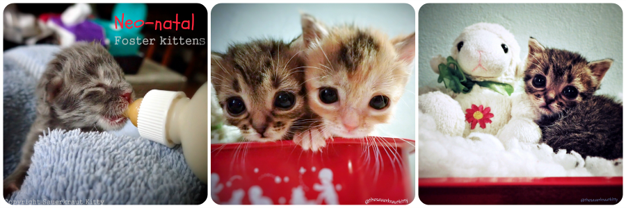 neo-natal foster kittens