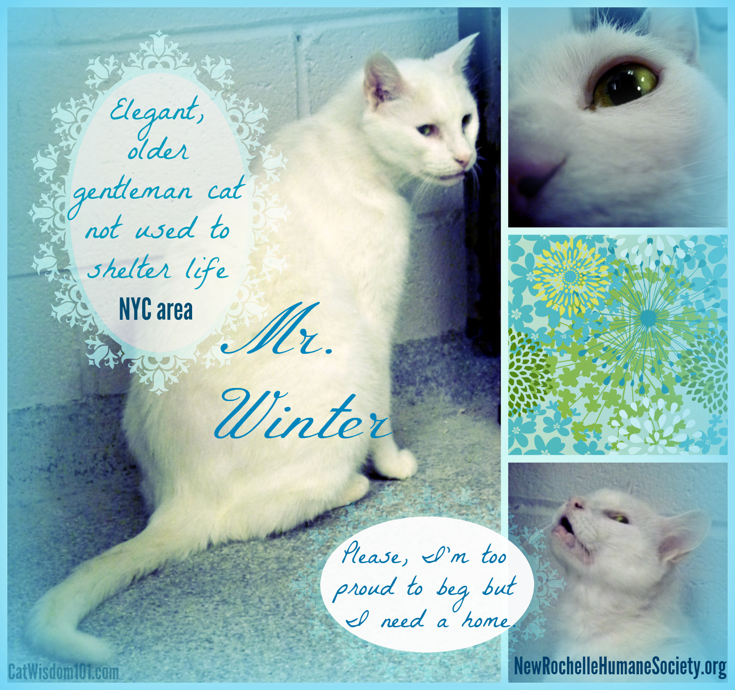 winter male shelter cat