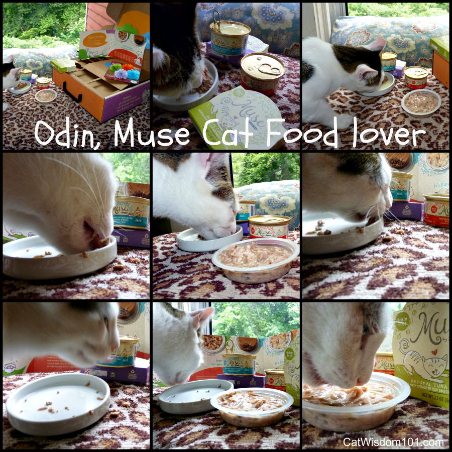 Muse Cat food