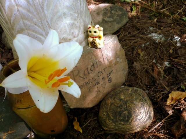 Radish cat grave memorial