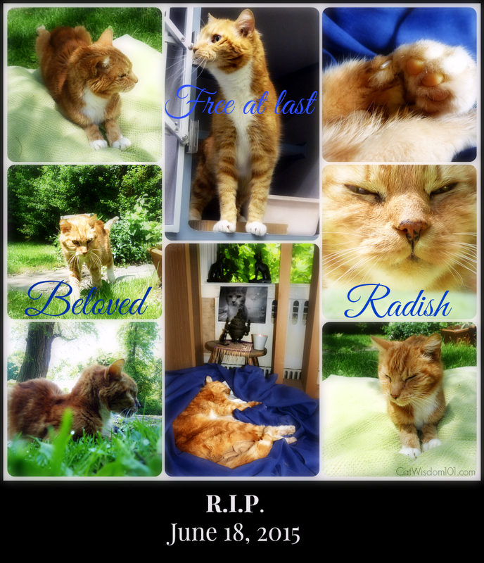 RIP Radish cat Collage