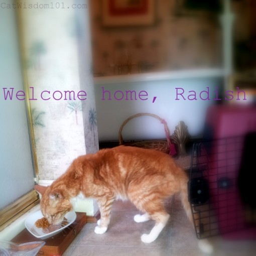 Radish cat home