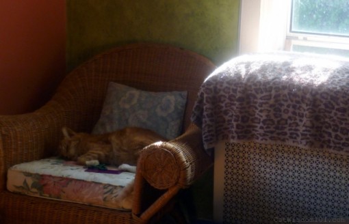Radish cat napping